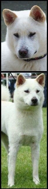 Kishu Kishu
